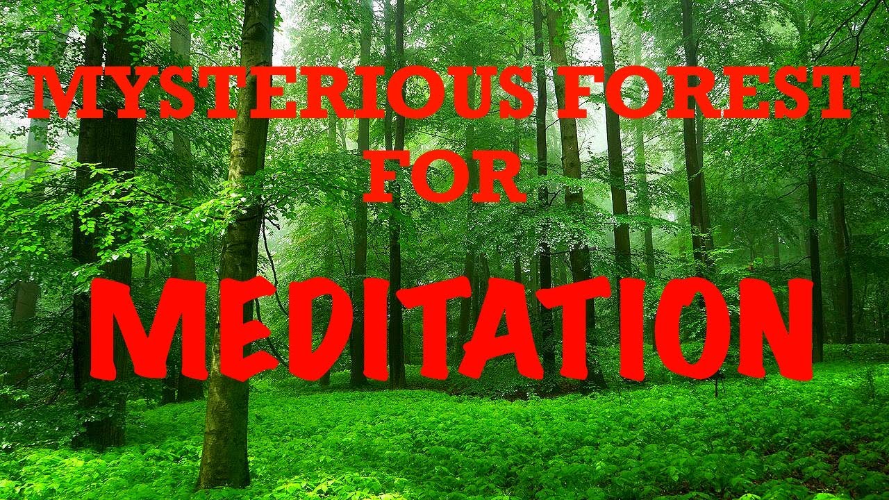 Mysterious forest for meditation,sleep and relaxation2021 0+