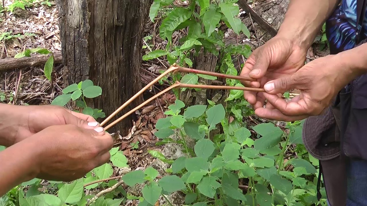 EXPLORANDO CON REINALDO 2