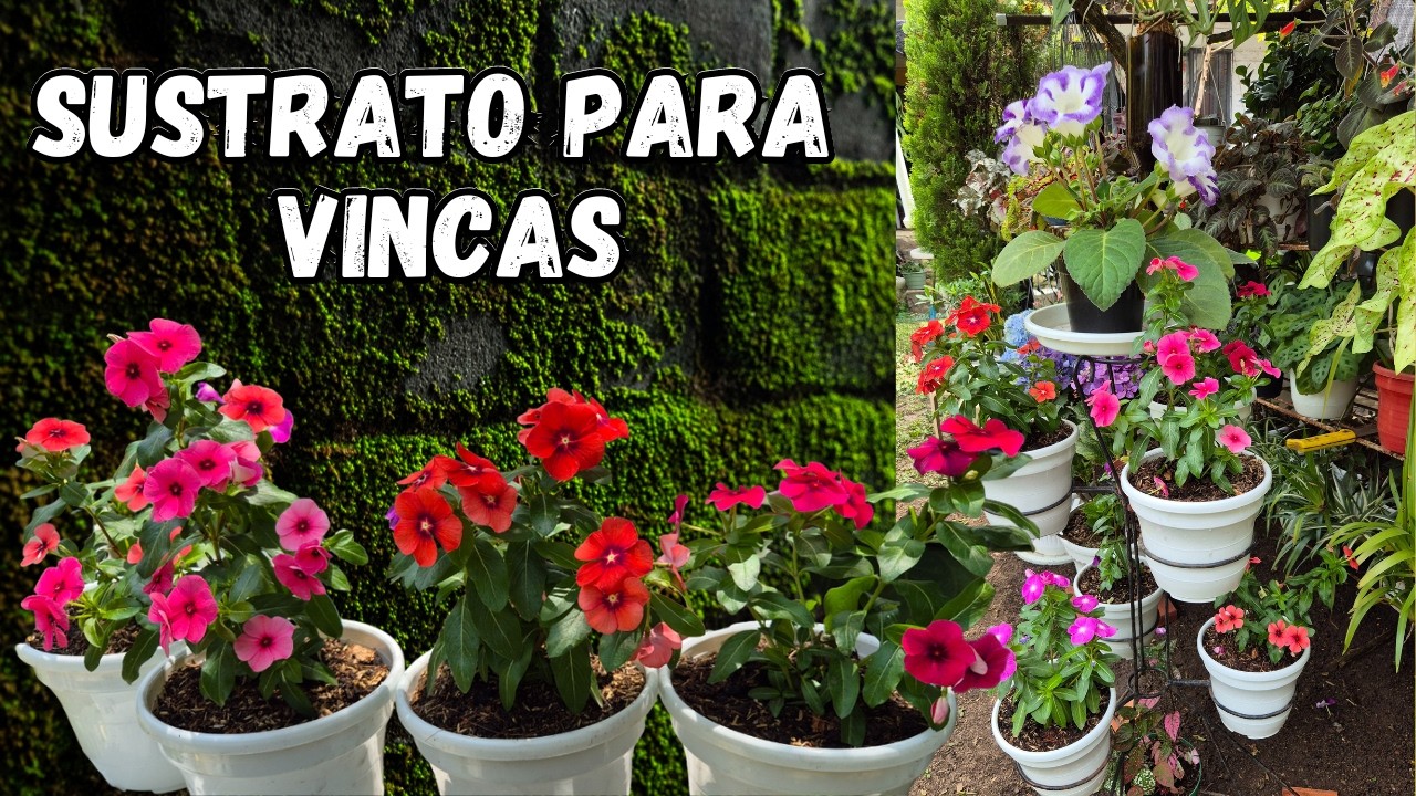 😍VINCAS INJERTAS SUSTRATO ESPECIAL para ELLAS te hablo de sus CUIDADOS/Liliana Muñoz