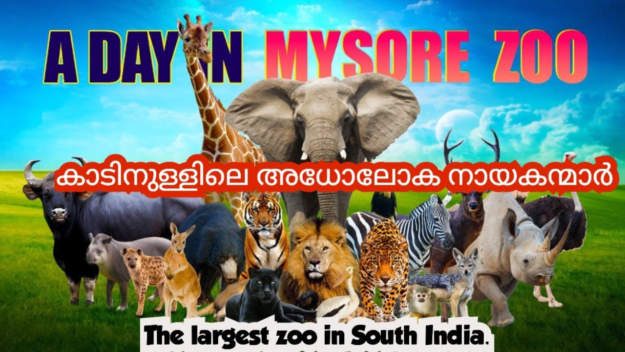 കാട്ടിലെ നായകന്മാരെ കൂട്ടിൽ കണ്ടപ്പോൾ. 😵❗| Mysore Zoo | Mysore Tourist places |Malayalam 