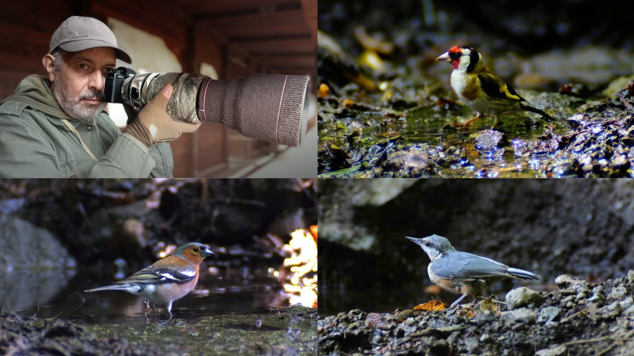 Fotografia naturalistica  -  Avifauna italiana (2 parte).
