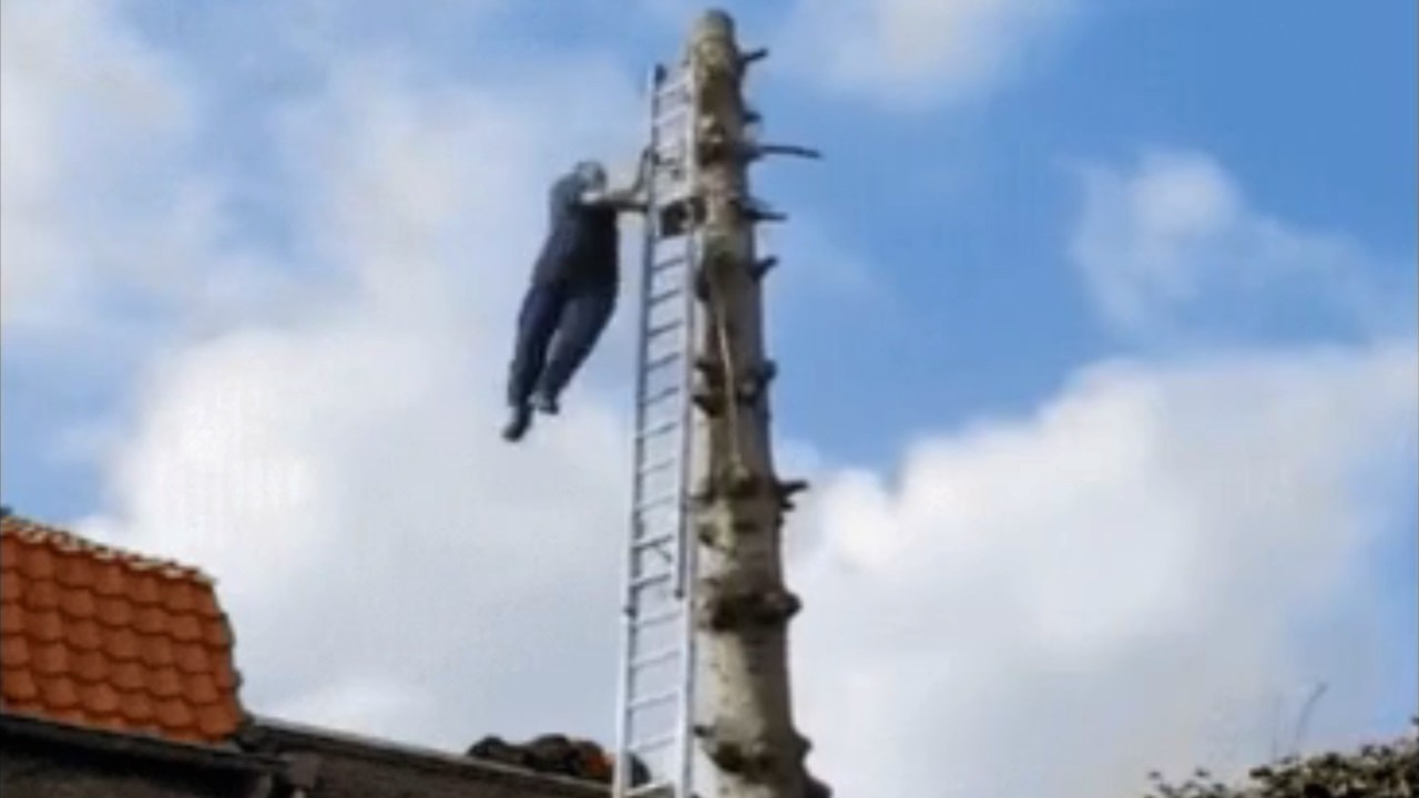 Man Falls From Great Height When Cutting Down A Tree 💀