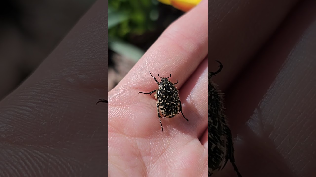 Smirdīgā rožvabole / White-spotted Rose Beetle (Oxythyrea funesta) ✨️ #nature #beetle