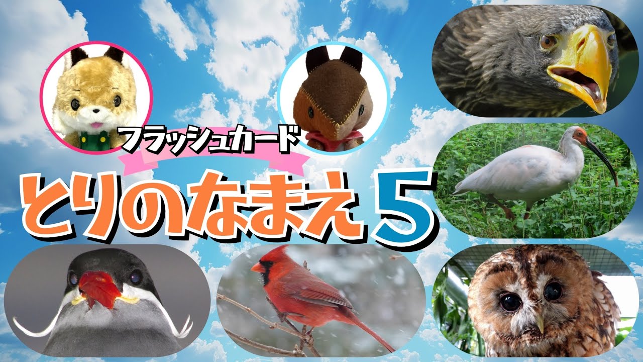 【フラッシュカード】くり返しておぼえる♪ひらがなで「とりの なまえ５」