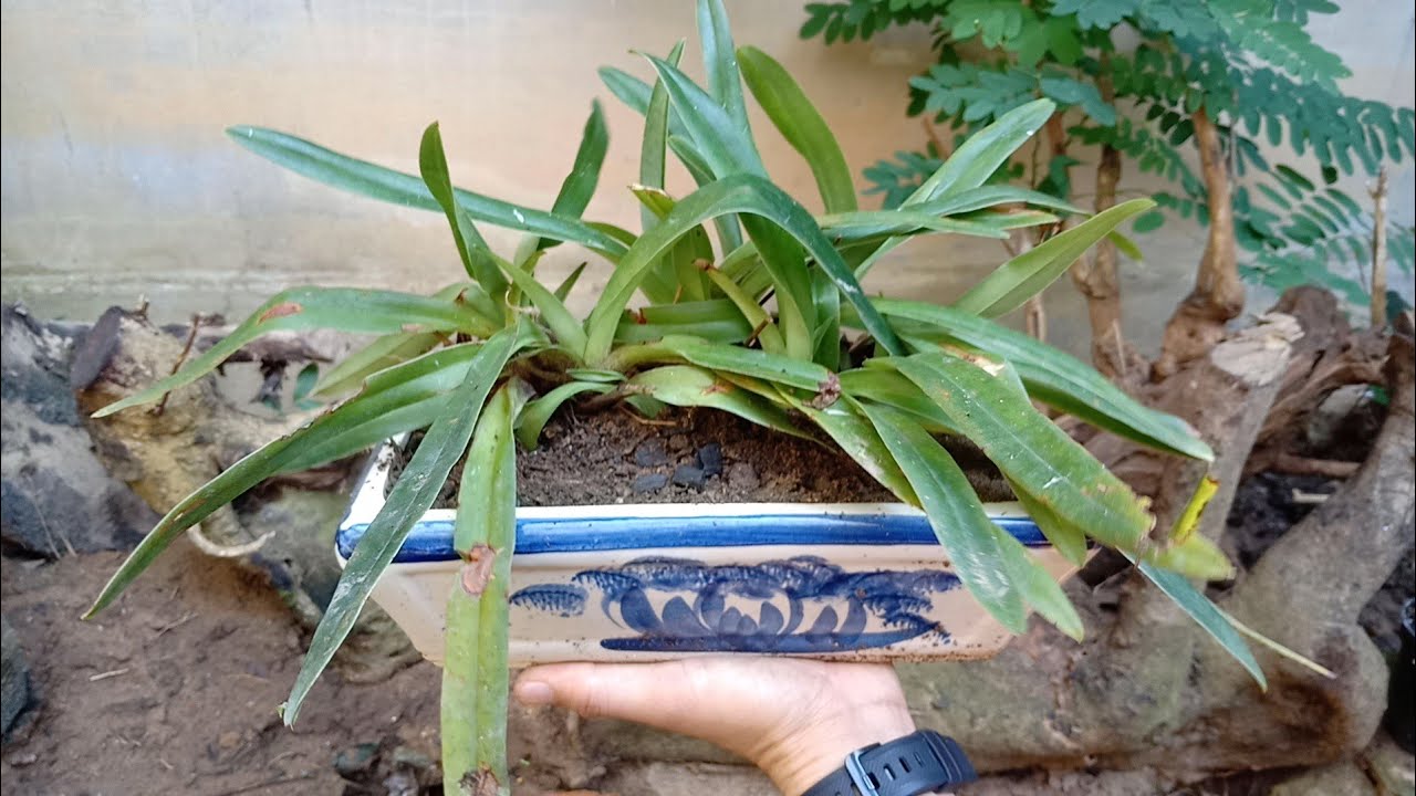 C&aacute;ch trồng c&aacute;c loại lan H&agrave;i: H&agrave;i Kim, H&agrave;i T&aacute;o, H&agrave;i V&acirc;n, H&agrave;i Mốc | Xơ R&aacute;