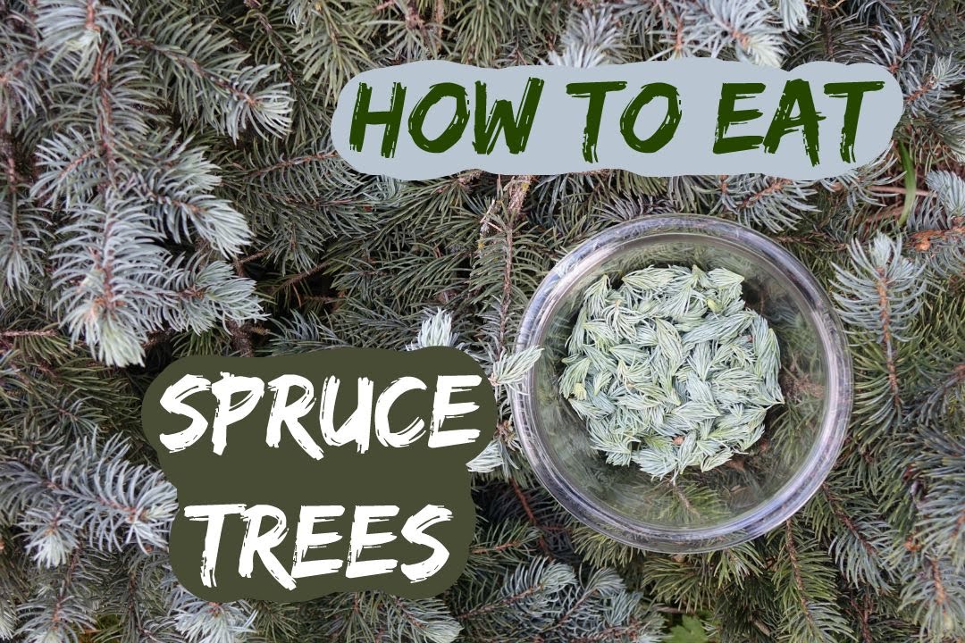 How to eat a spruce tree: picking and using spruce tips