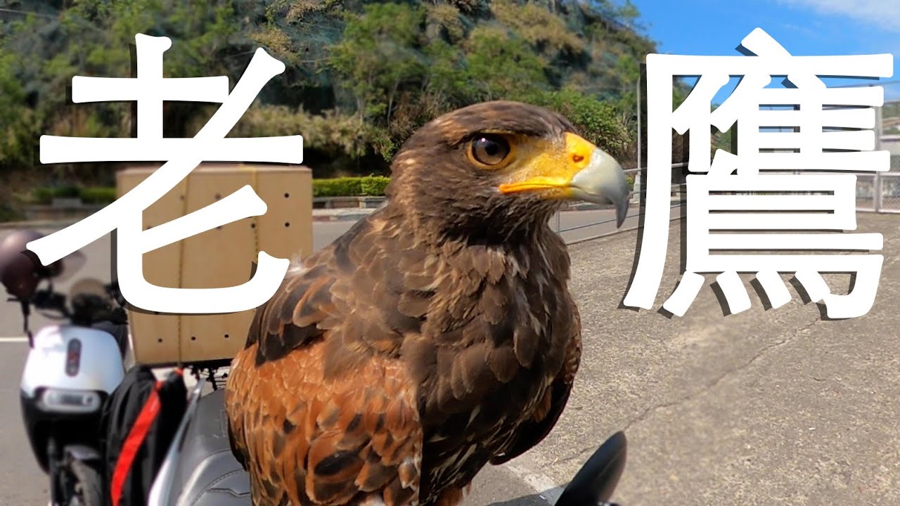 我要馴鷹！