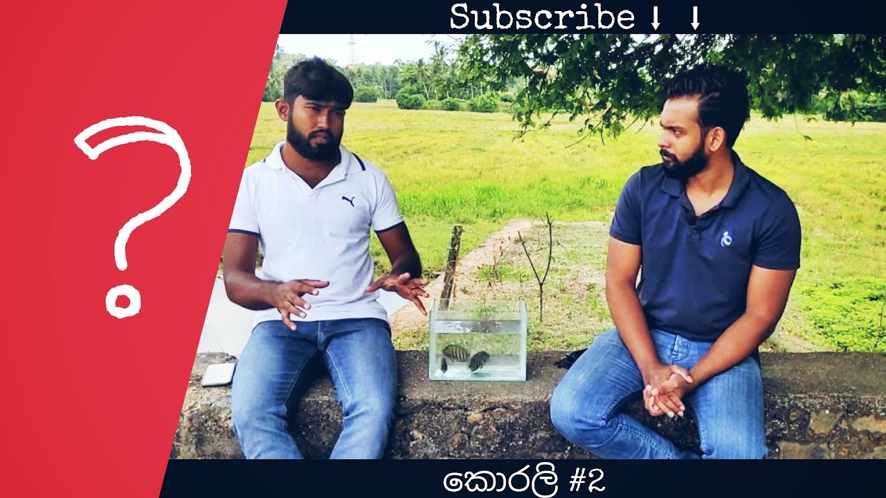මල් කොරලියා | Green Chromide - Yalu Malu