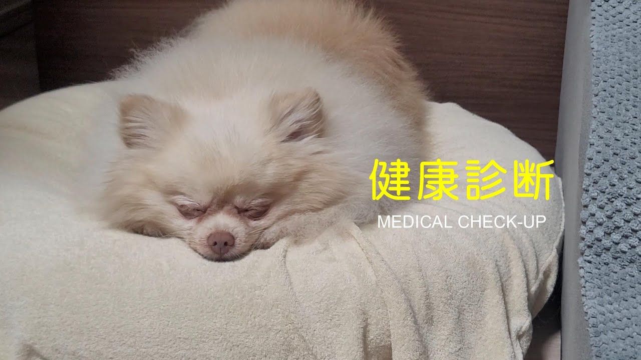 【胆泥症】元・保護犬ポメラニアンの健康診断🥝果たして結果は...？!｜건강검진 다녀왔습니다🐾번식정에 있던 키위의 결과는...?!
