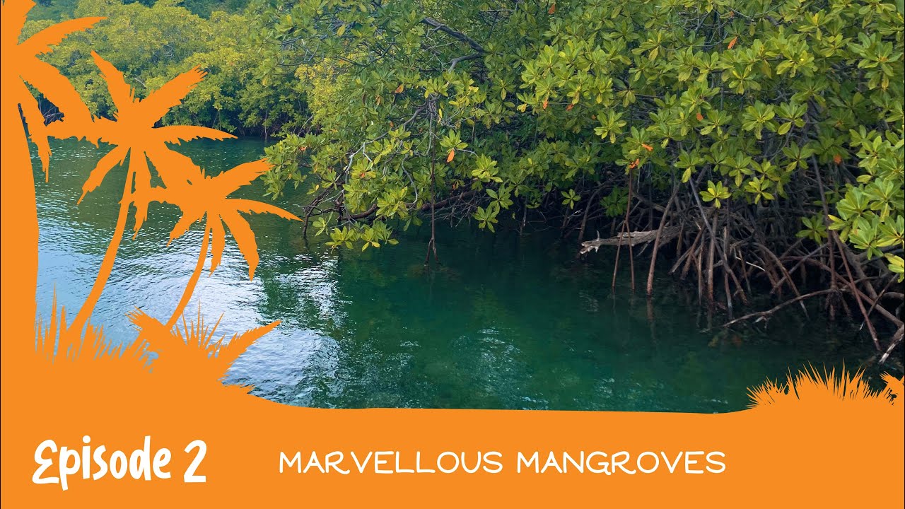Into the Wild with the EAG: Marvellous Mangroves | Episode 2