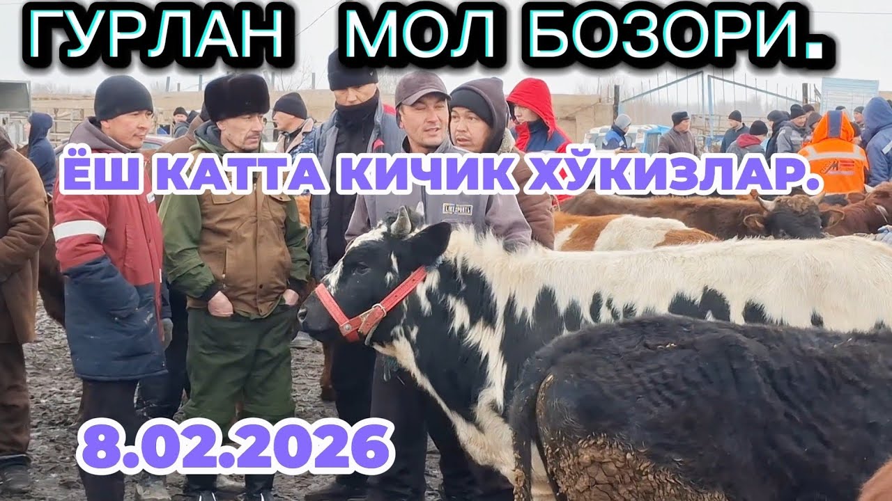 8-ФЕВРАЛ ГУРЛАН КАТТА КИЧИК ХЎКИЗЛАР САВДО ЯЎҚ БУГУН НАРХ ҚИМАТ