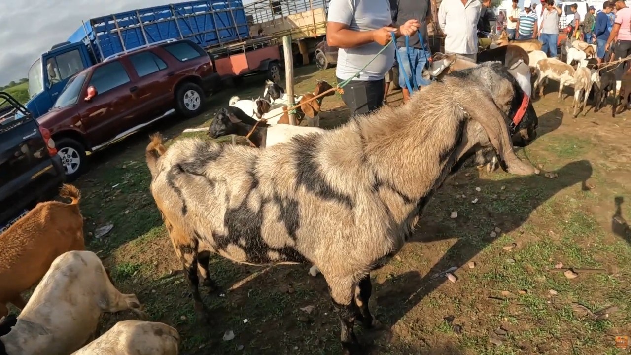 Feira de Caprinos Ovinos e Suínos de Tabira PE  25/02/2026