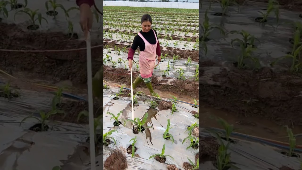 Precision Crop Care: Targeted Liquid Fertilization in Corn Field #shorts