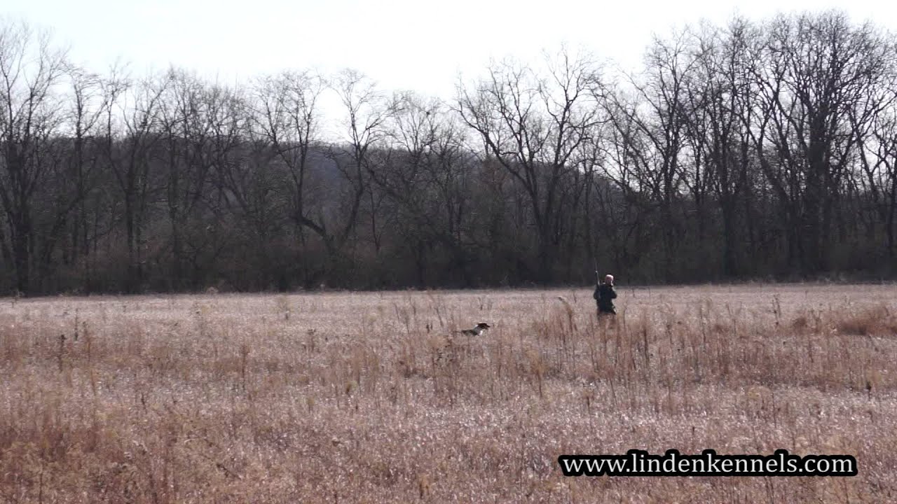 Marty an English Springer Spaniel flushing pheasants