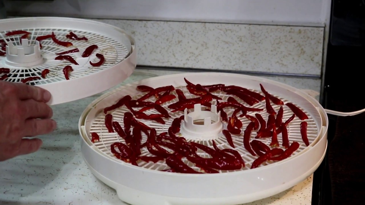 Homestead Evolution   Dehydrating Cayenne Peppers