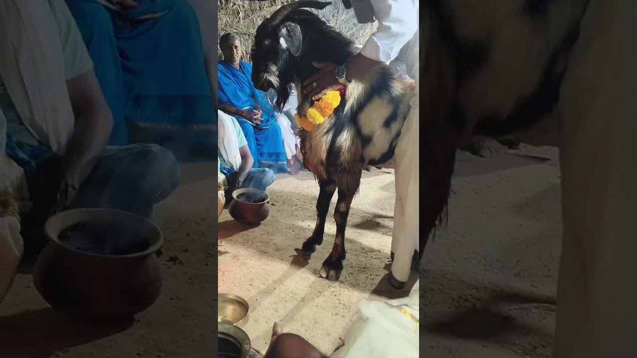 గొల్ల చదువు 