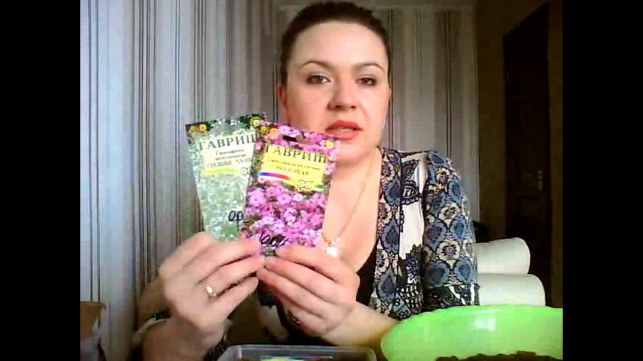 Гипсофила. Посев Гипсофилы.