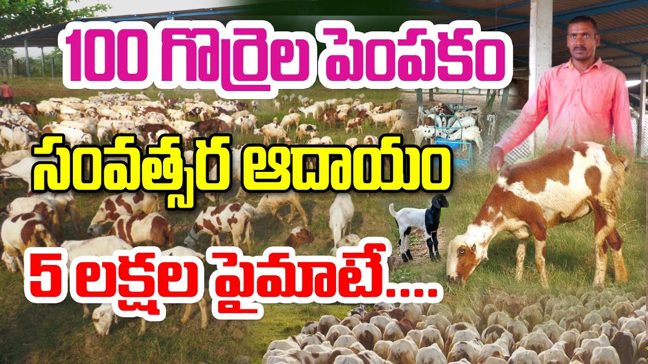 100 గొర్రెల పెంపకం.. సంవత్సర ఆదాయం 5 లక్షల పైమాటే...#sheep #sheepfarming