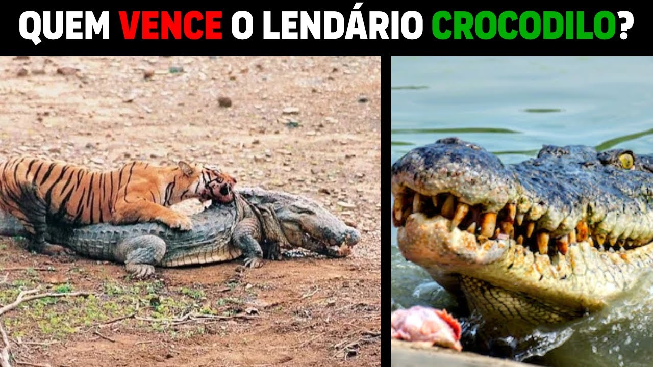 5 Animais que Podem Vencer um Crocodilo