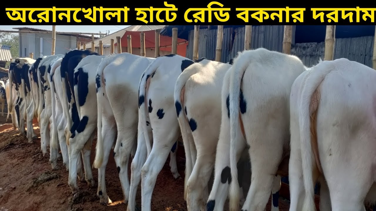 মঙ্গলবারের পাবনা অরনখোলা হাট আপডেট।।২৯/১১/২০২২।।pabna aronkhola hat।।29/11/2022।।oronkhola hat vlogs