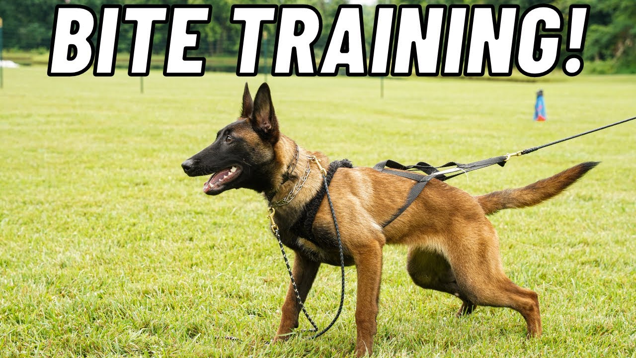 PUPPY'S FIRST TIME ON BITE SUIT!! FRENCH RING PROTECTION TRAINING // ANDY KRUEGER