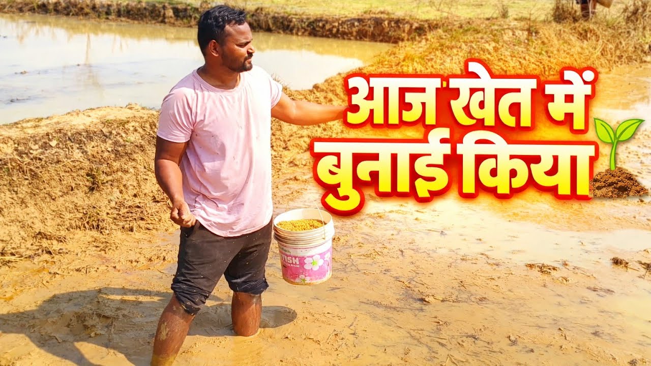 आज खेत में बुनाई किया 🌱 | गांव की ज़िंदगी | Madhav Vlogs