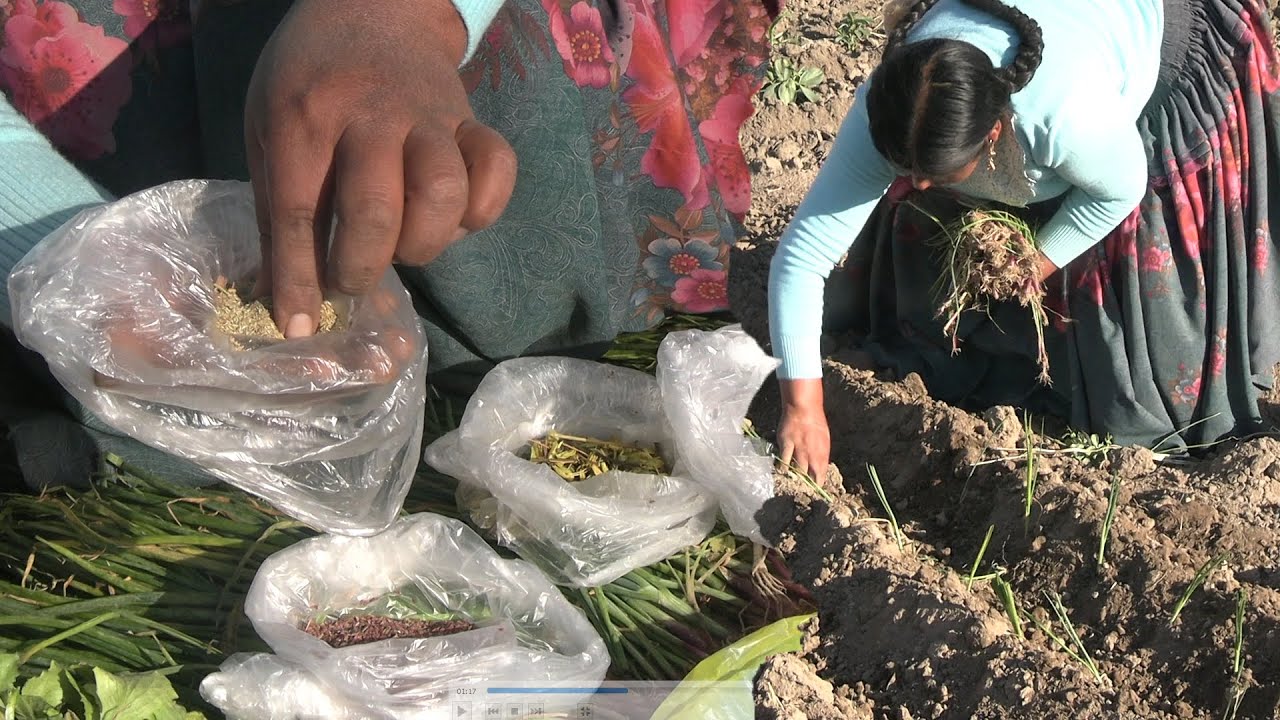 SEMBRANDO MIS VERDURAS EN EL CAMPO - COCINA CON MAMILA