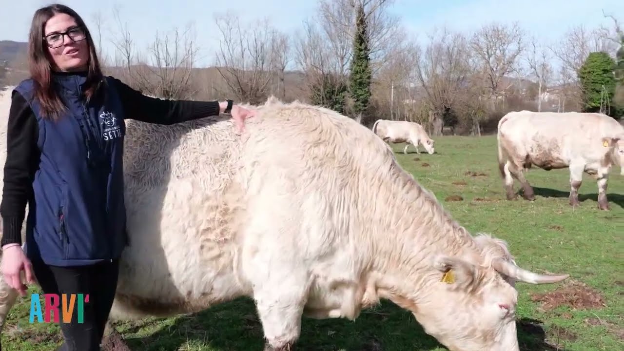 Di pomeriggio - ARVI' - Allevando in Abruzzo