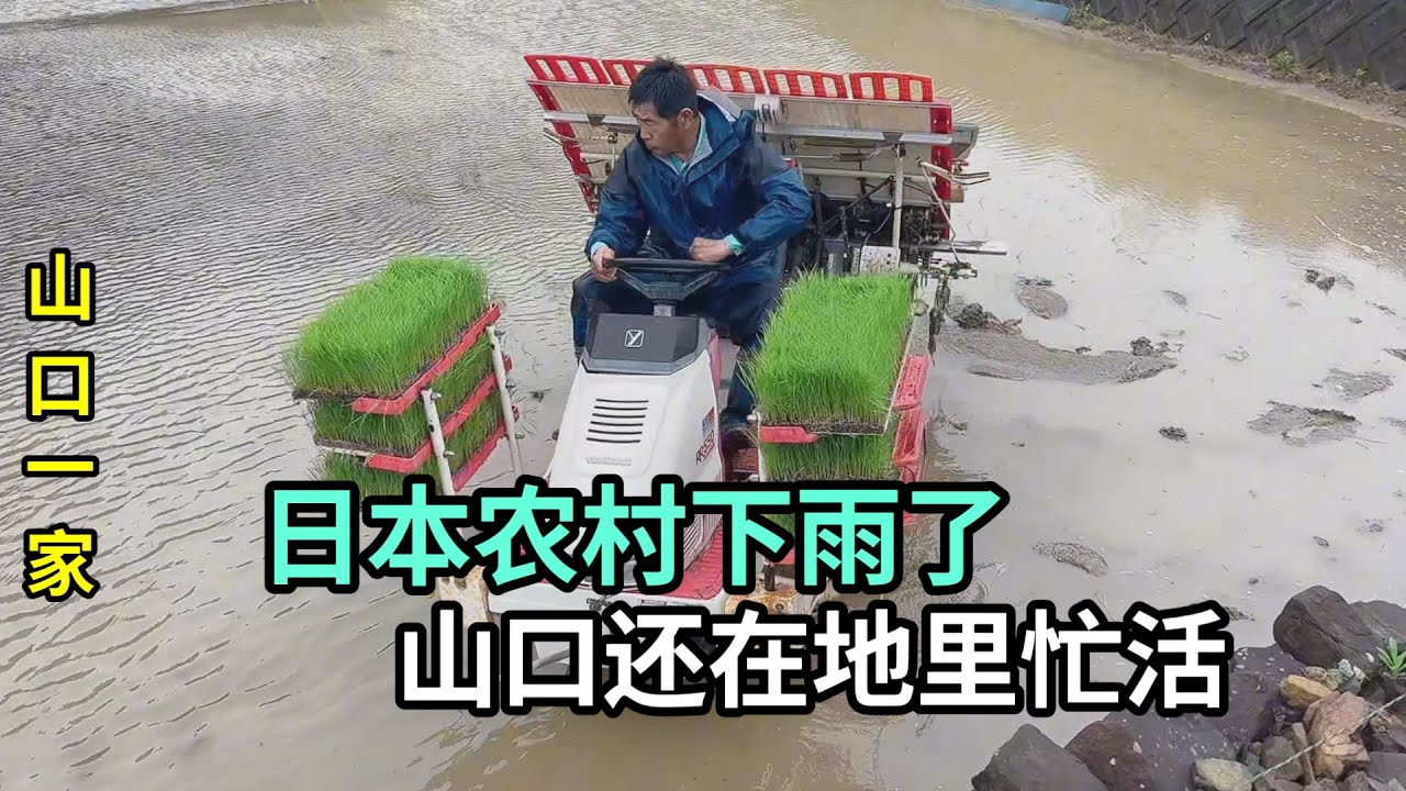 日本農村是怎麽種水稻的？山口冒雨幹活，看看進度怎麽樣