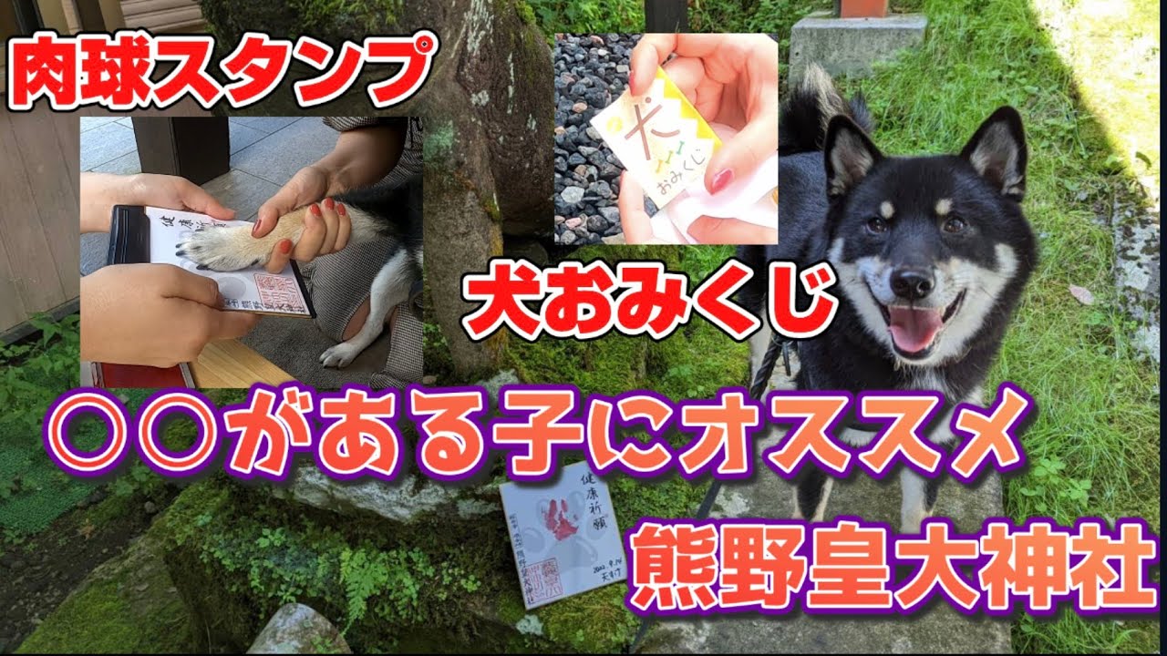 【犬連れ旅行】軽井沢熊野皇大神社で愛犬と健康祈願&運試し