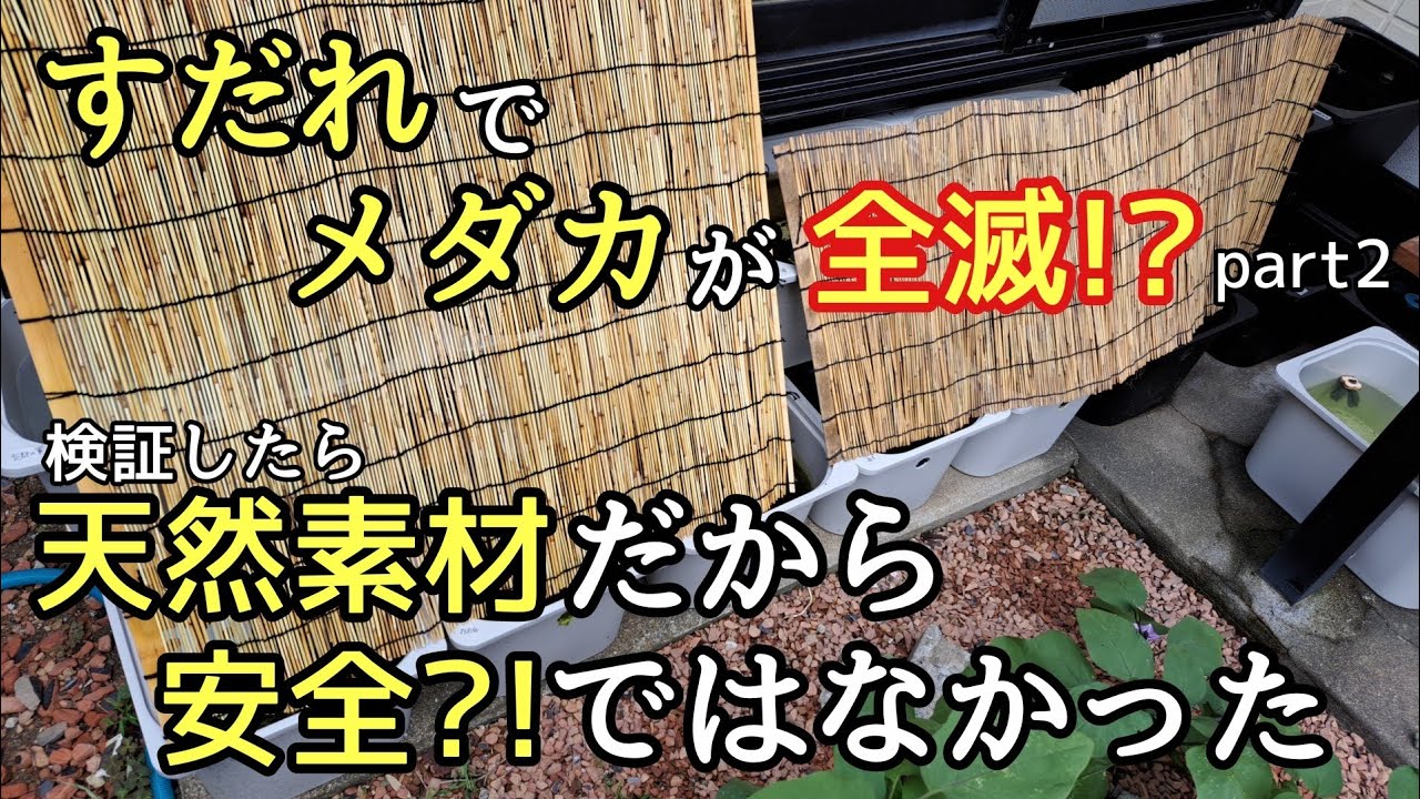 すだれでめだかが落ちる?!検証したらまさかの結果に【メダカ】