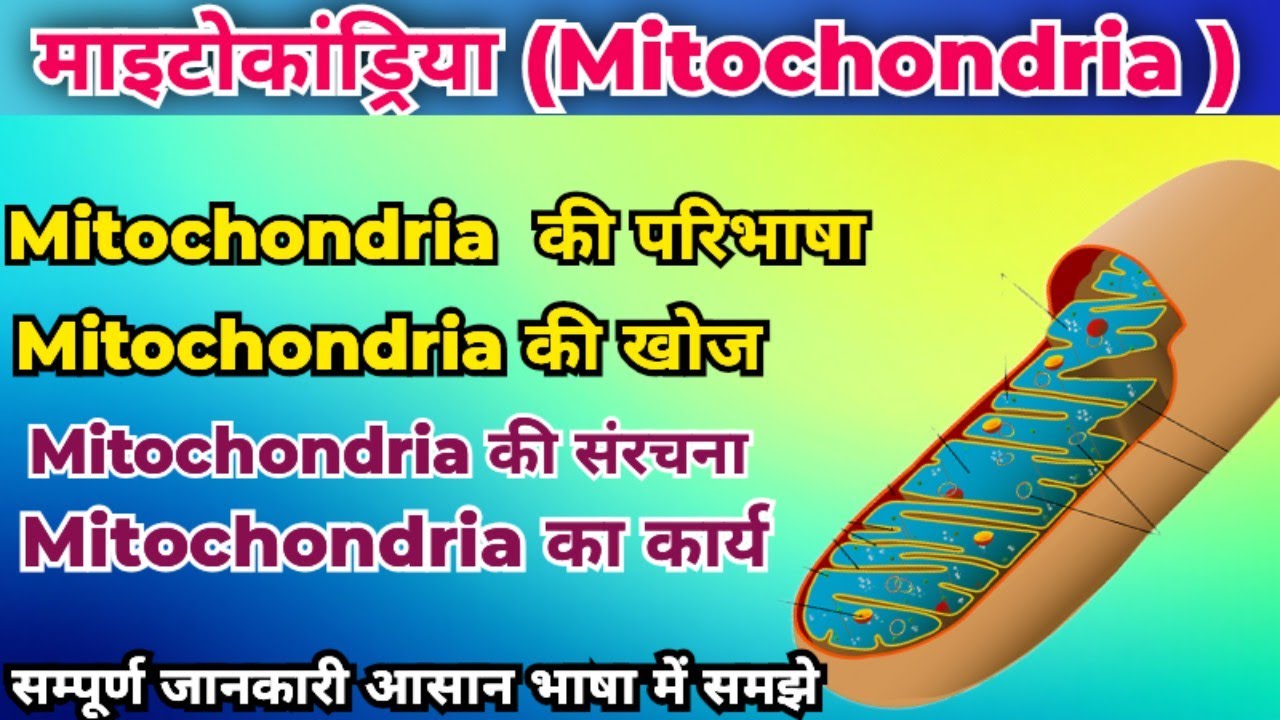 माइटोकॉन्ड्रिया क्या है?| माइटोकॉन्ड्रिया की संरचना एवं कार्य |Structure & Function of Mitochondria|