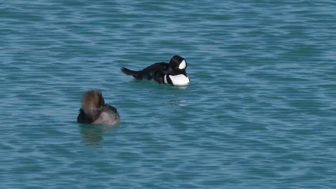 Pair of North American Hooded Mergansers preen up a storm before flying off