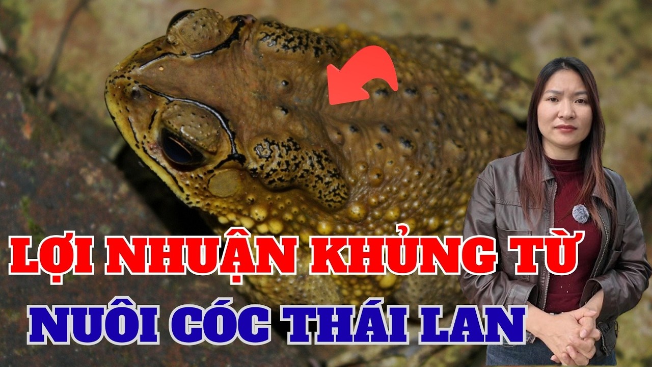 Nuôi Cóc Thái Lan KHÁC BIỆT Chăn Nuôi Truyền Thống Lợi Nhuận Gấp 10 Lần