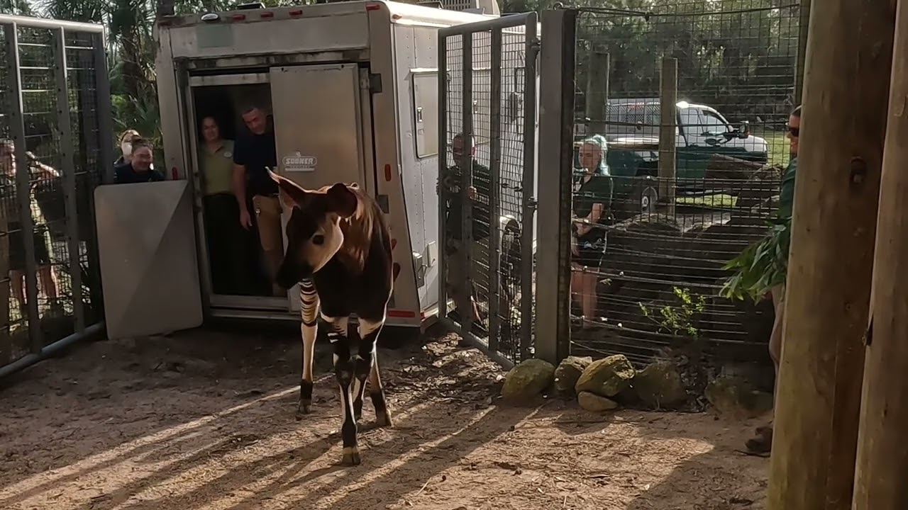 Meet George the Okapi