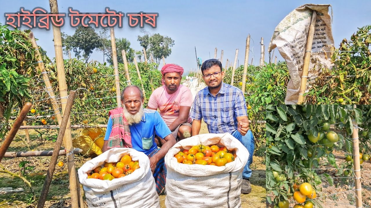 সাভারের ব্যাংক টাউনে টমেটো চাষে সাফল্যের হাসি | Krishi_Nobayon 