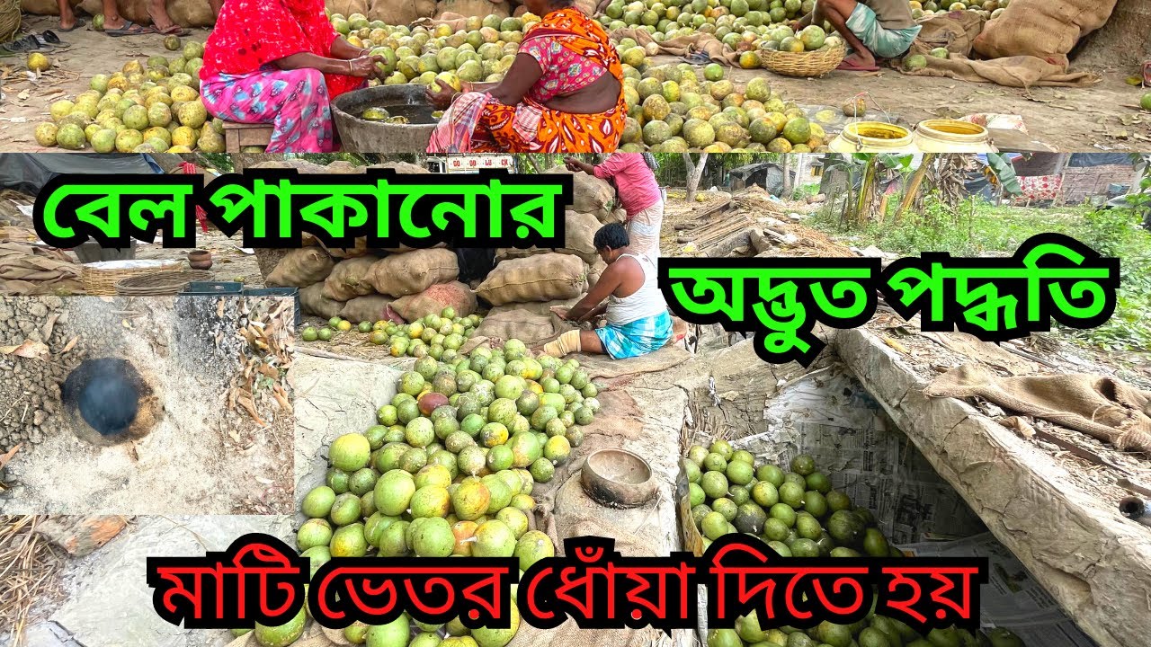 বেল পাকানোর অদ্ভুত পদ্ধতি || পশ্চিমবঙ্গের সর্ববৃহৎ বেলের  আড়ৎ || wood apple ||stone apple