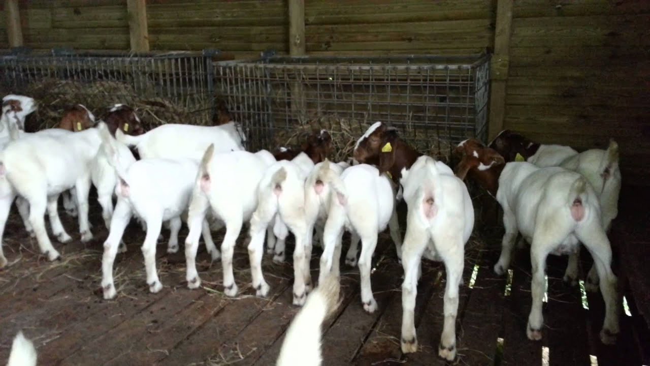 Boer goat 100% : Comment reconnaître un élevage de croisés ?