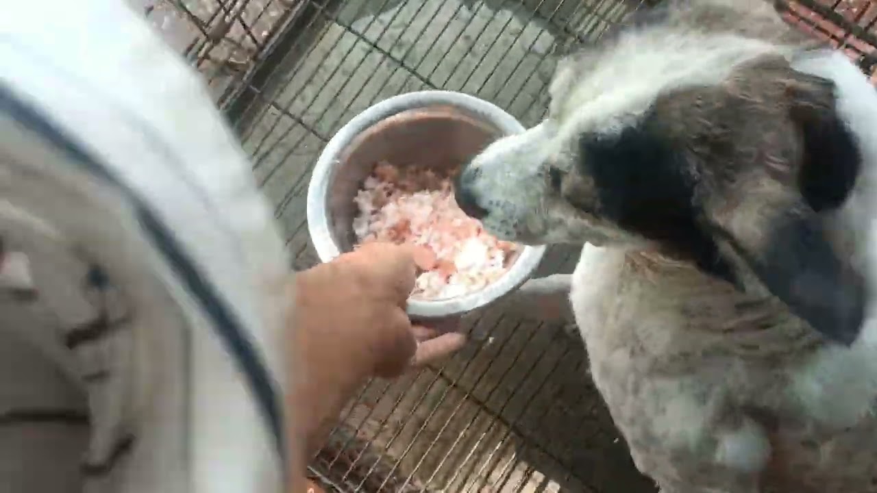 Đã nghèo không có tiền mà còn bày đặt bị bệnh viêm gan c. Xin MTQ giúp cho tụi nhỏ thức ăn. 