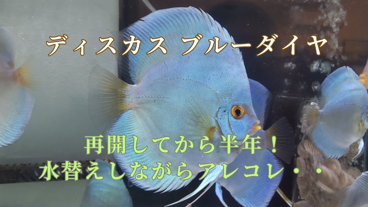 【24】ディスカスを再開して半年｜水替えしながらあれこれ・・