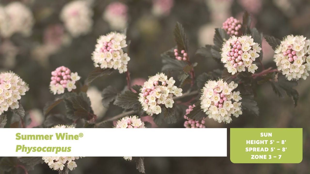 Drought Tolerant Shrubs