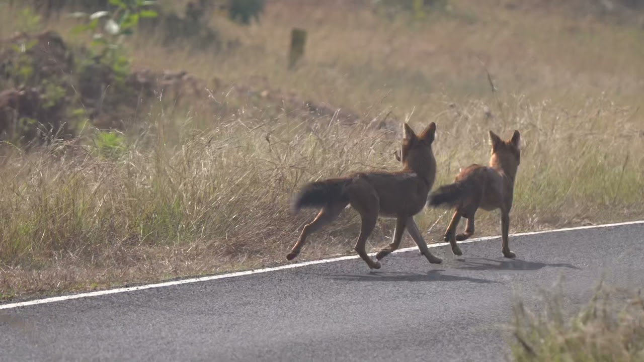 Tiger Bajrang chasing  wild dogs tadoba
