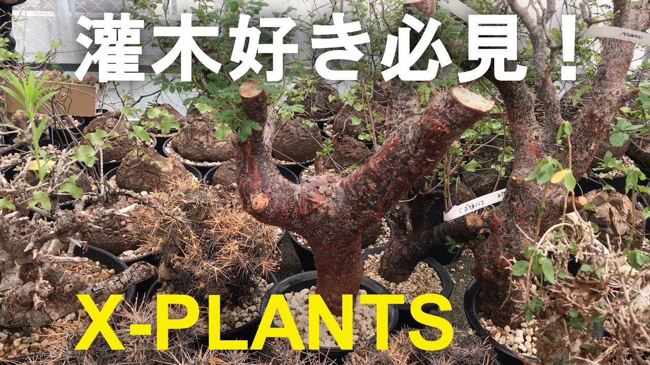 灌木好き必見！X-PLANTS ショップツアー / コミフォラ オトンナ