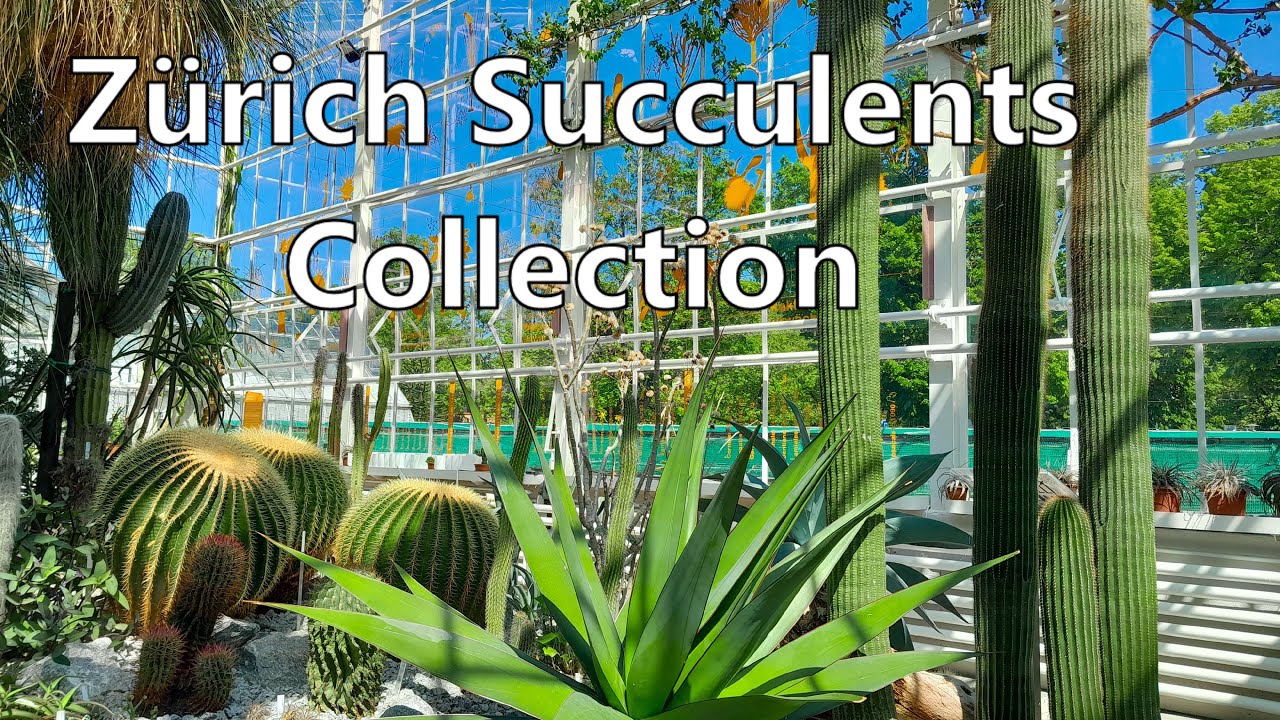 Zurich's Botanical Treasures - 4K Cacti Experience with Relaxing Tunes