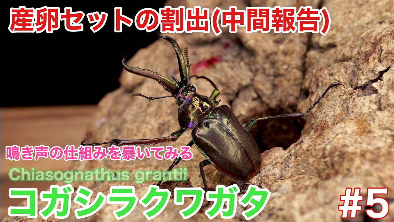 【コガシラクワガタ】産卵セットの割出（中間報告）鳴き声の仕組みを解明してみる
