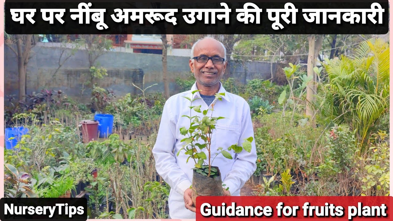 घर पर नींबू अमरूद उगाने की पूरी जानकारी | Guidance for fruits plant | NurseryTips |