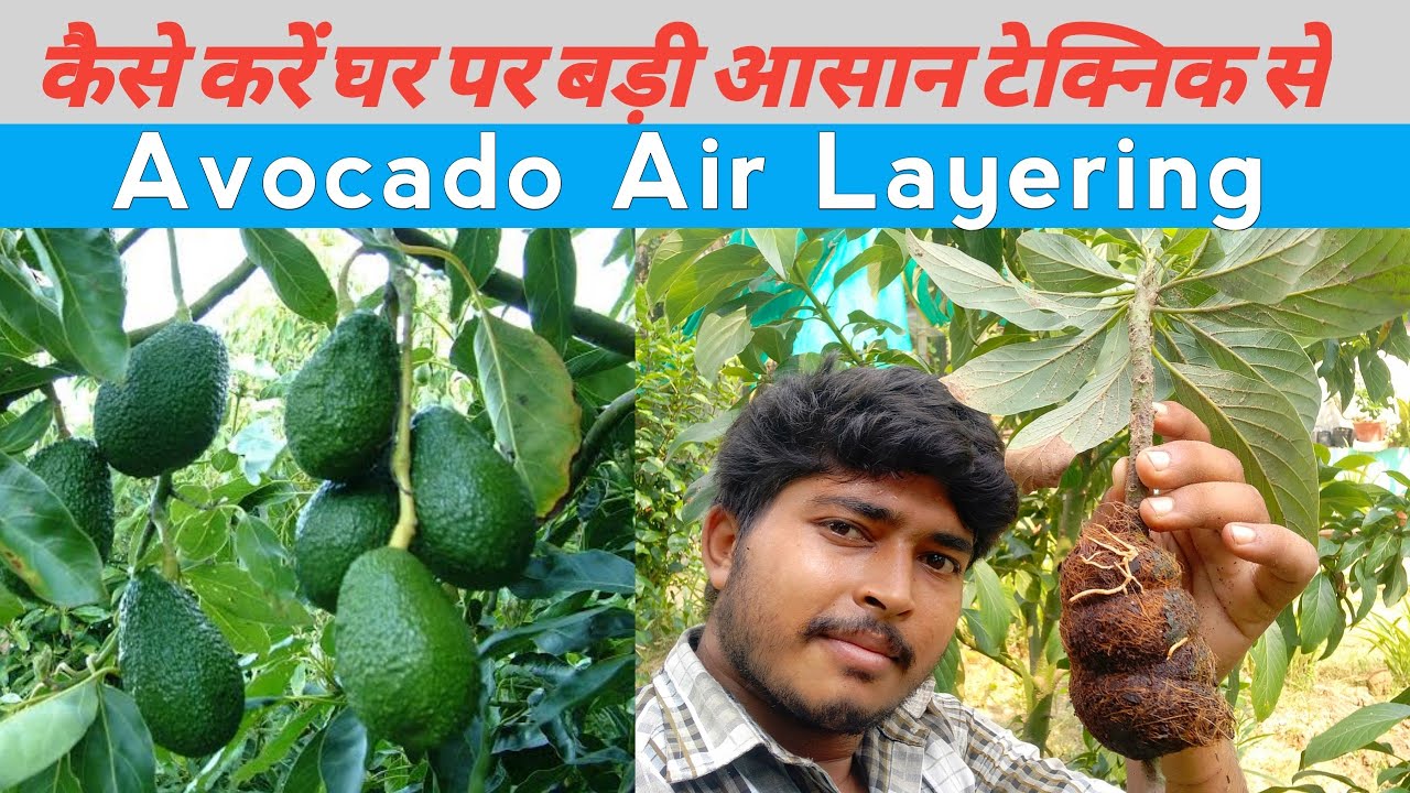How to do Air-Layering on Avocado Plant successfully | Avocado propagation method