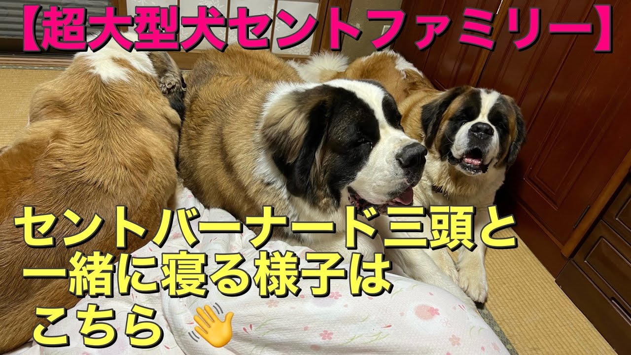 【超大型犬セントバーナード】セントバーナードと一緒に寝る様子はこちら💁‍♀️