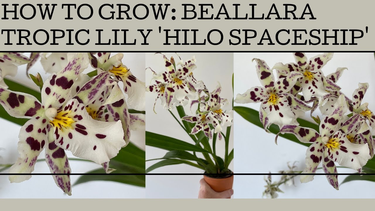 How to grow Beallara Tropic Lily 'Hilo Spaceship': a fabulous orchid with HUGE blooms!