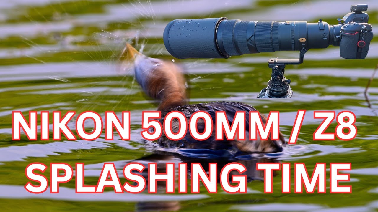 Nikon Z8 with AFS 500mm f4 wildlife bird photography 